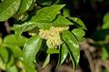 Osage-orange / hedge-apple 